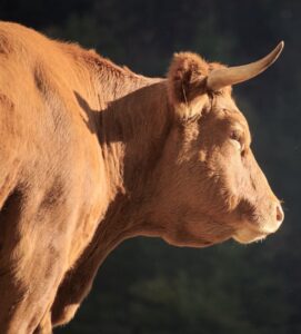 profile view of a brown steer with pointy horns on a dark background